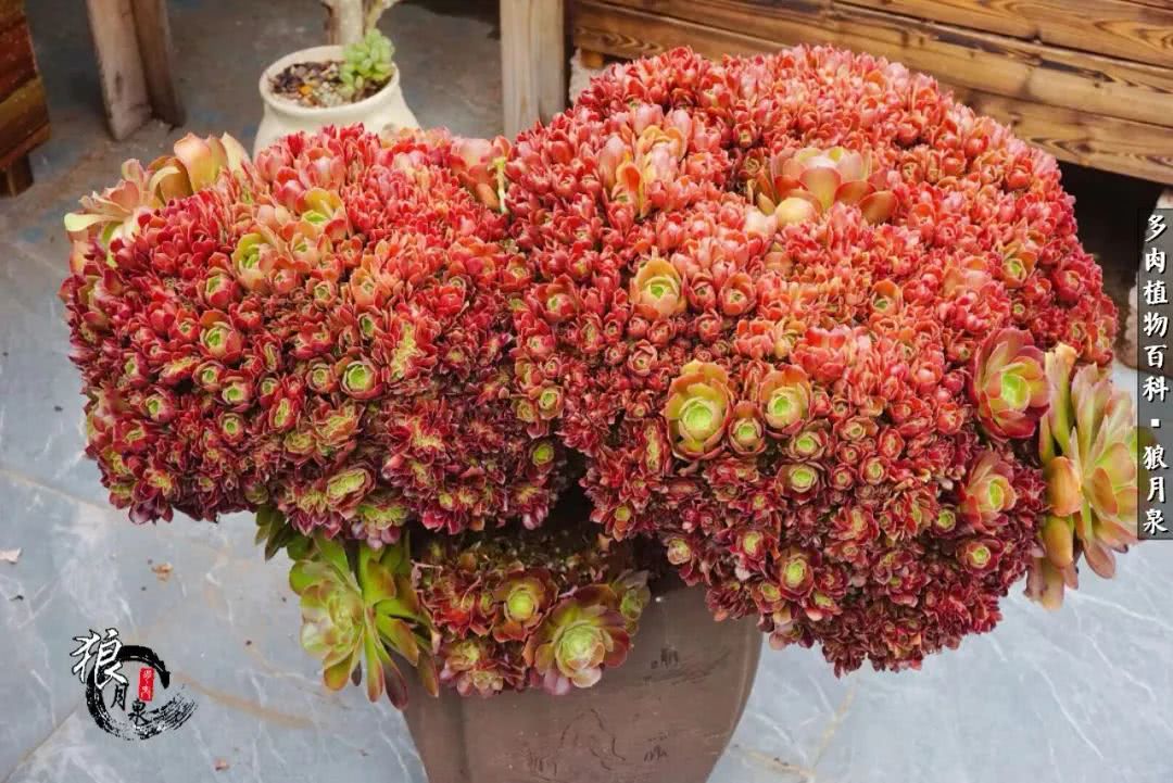 多肉度夏的前期准备,多肉度夏前杀菌