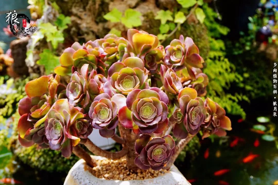 多肉度夏的前期准备,多肉度夏前杀菌