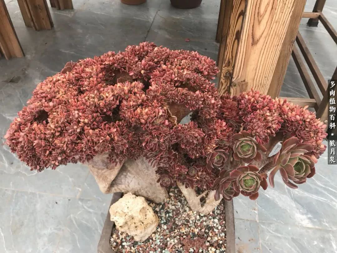 多肉度夏的前期准备,多肉度夏前杀菌