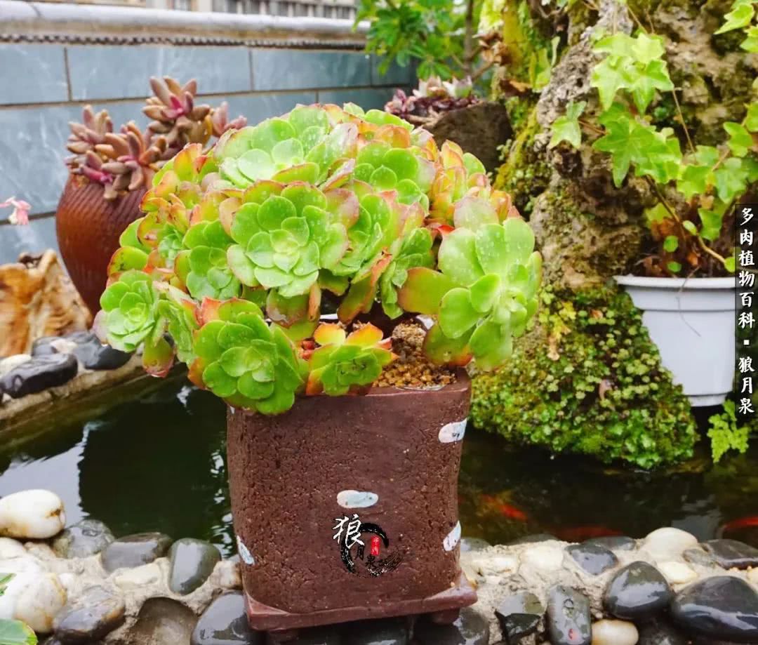 多肉度夏的前期准备,多肉度夏前杀菌