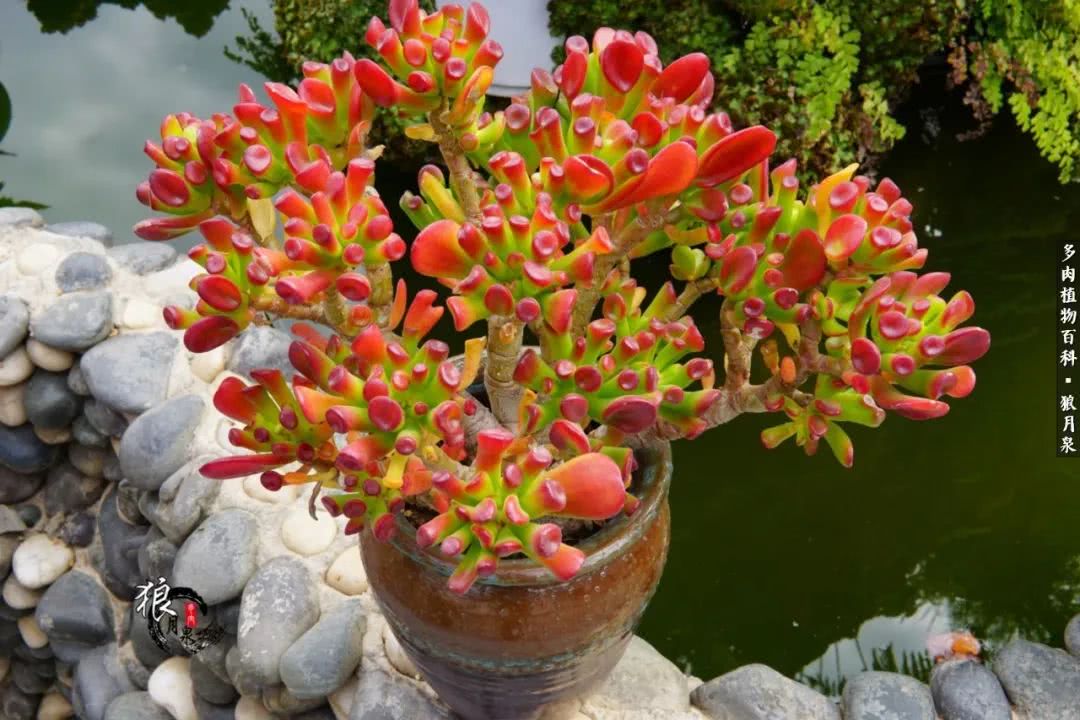 多肉度夏的前期准备,多肉度夏前杀菌