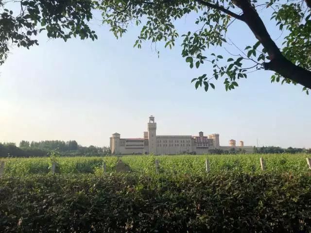 鍙版咕瀛﹀瓙鐮斿,鍙版咕闈掑勾鐮斿