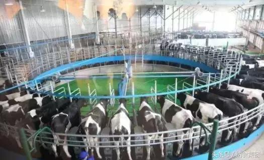 从地方乳企到全国四强！他是如何让君乐宝逆袭的？