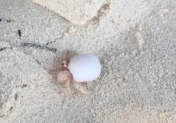 马尔代夫梦境岛,马尔代夫梦幻之地