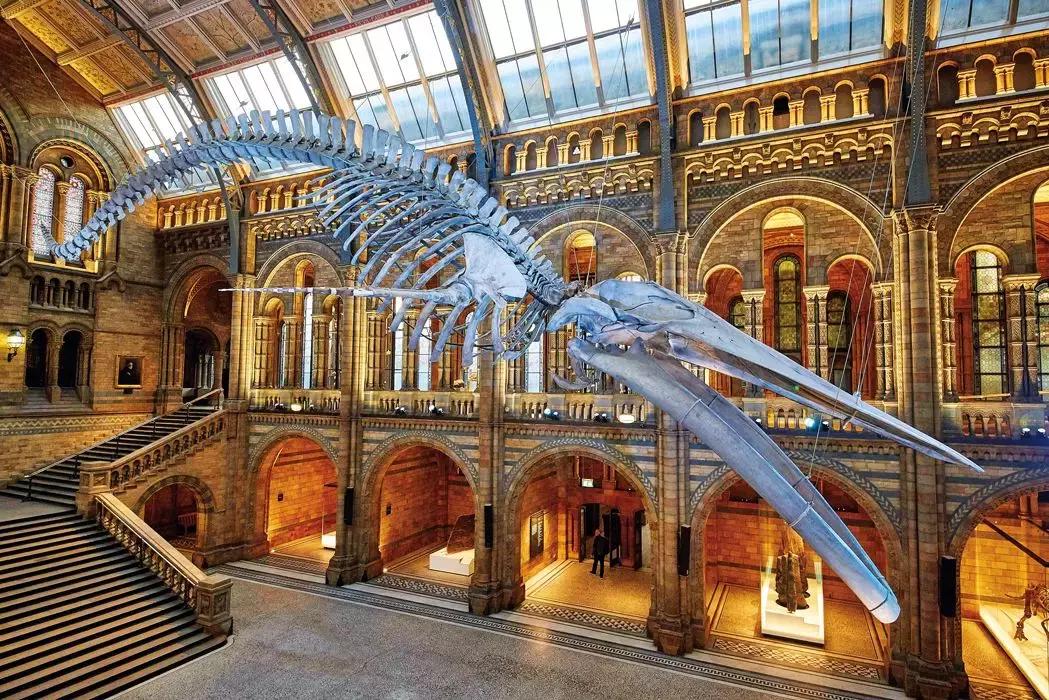 乐享全民刷馆｜跟罗熹去英国自然历史博物馆