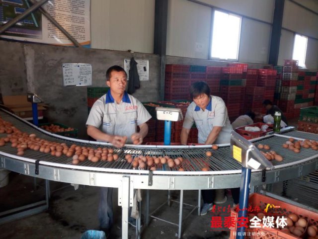 宁阳这位“鸡司令”不简单,用“凤凰蛋”带动一方人致富