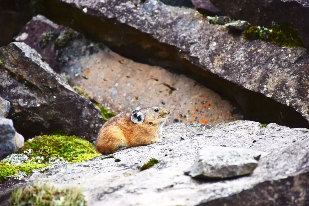 呼伦贝尔自驾游团购,呼伦贝尔团游4天3晚团购