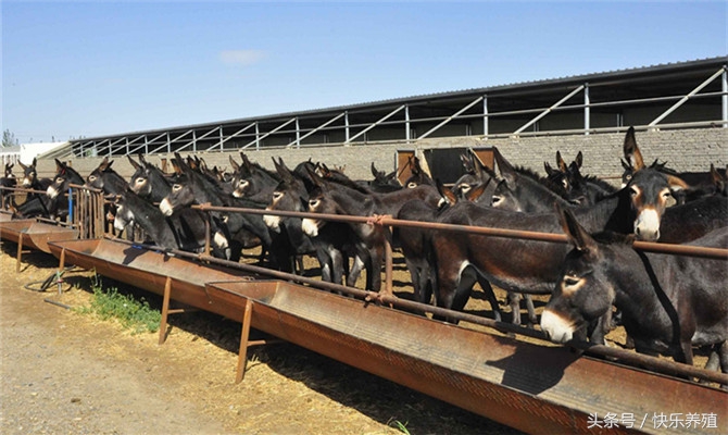 毛驴价格也跟着飞涨,毛驴价格趋势