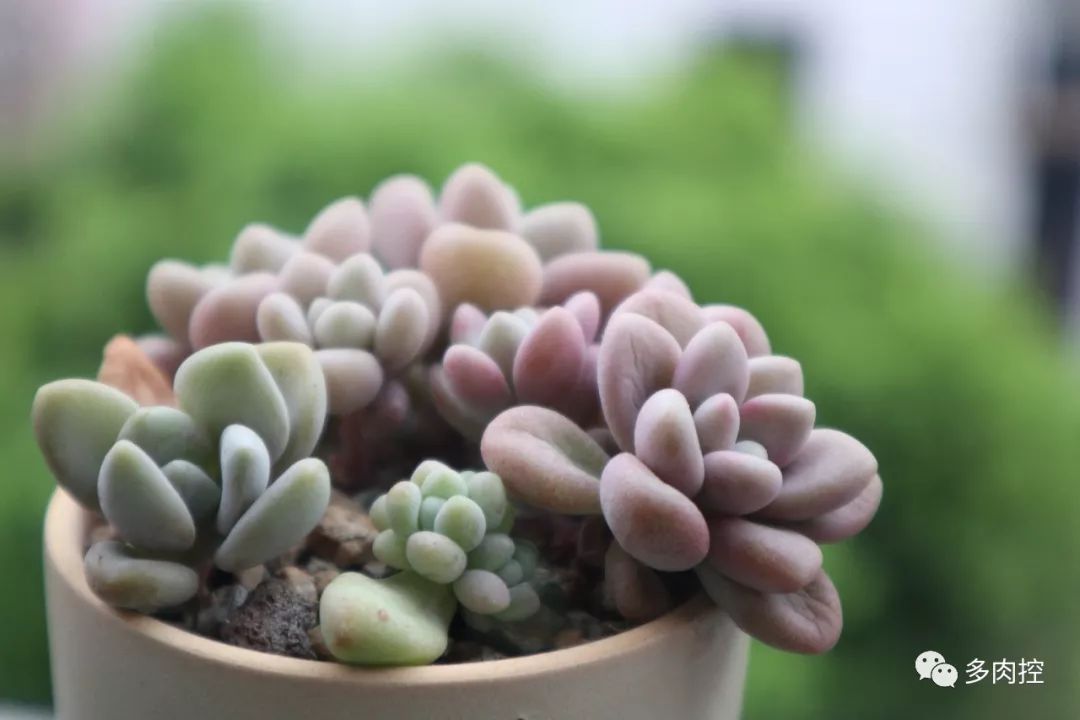 多肉徒长的原因和解决方法,多肉徒长的原因及处理方法