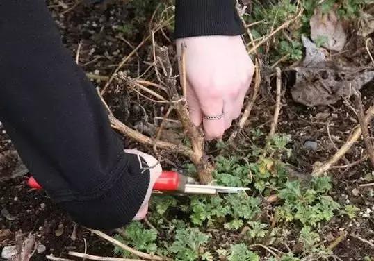 木本植物什么月份修剪最好,红背桂这种植物该如何给它修剪