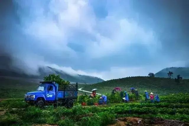 海南共享农庄批几个村庄,海南2019年首批共享农庄