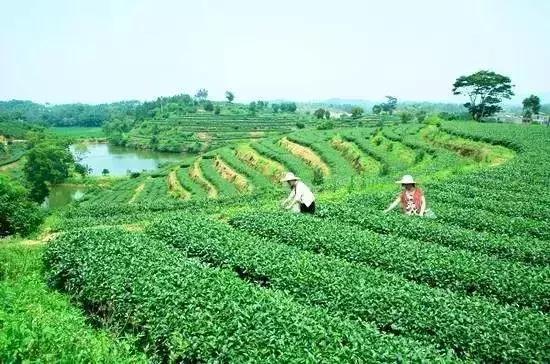 海南推出1000个共享农庄,海南共享农庄批几个村庄