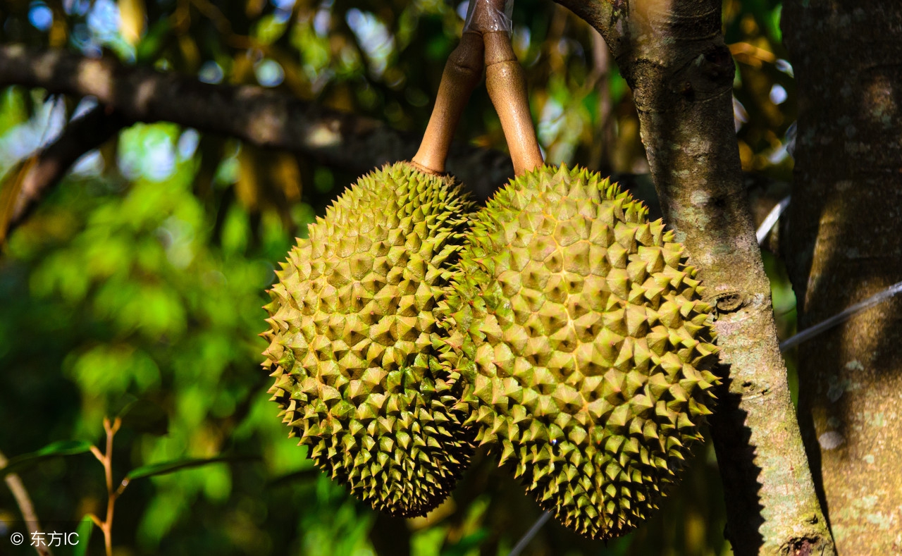 榴莲进口冷链运输基本流程图,榴莲冷链运输会怎么样