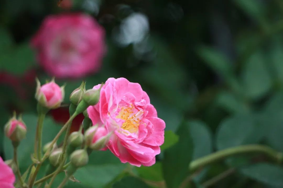海大校花,海大双胞胎校花