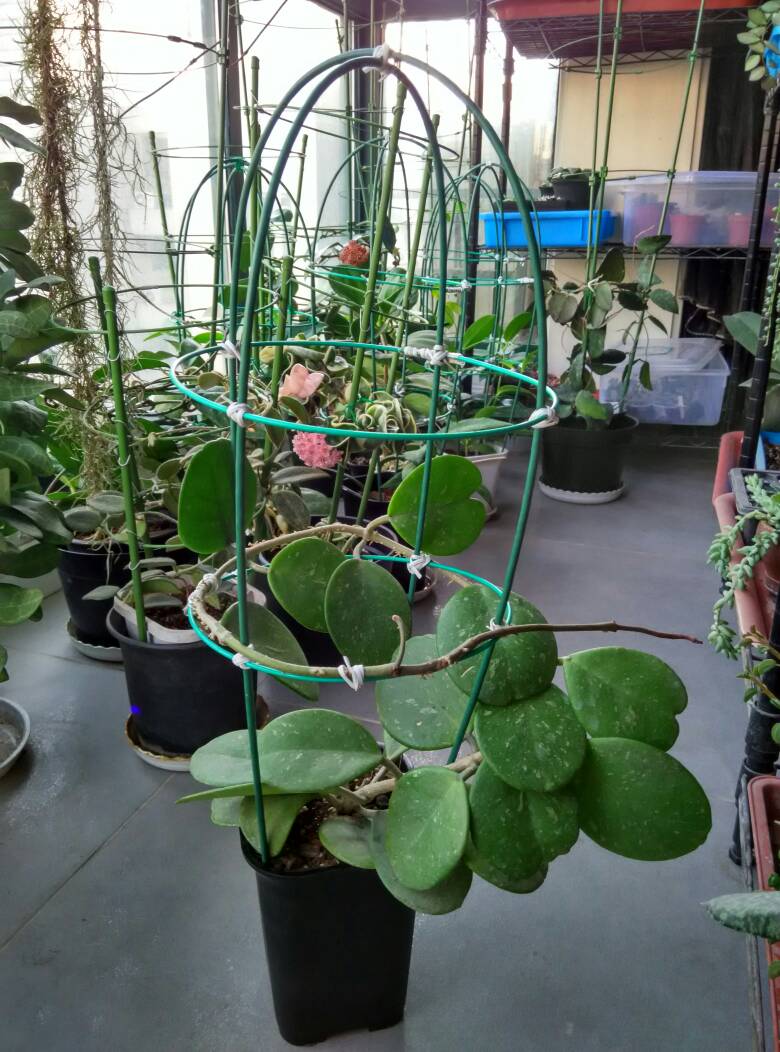 哪种球兰最容易开花最好养,球兰香气四溢