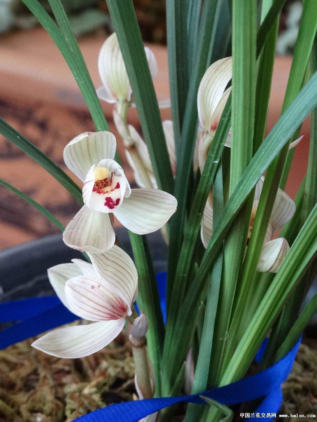 梅竹菊兰为什么叫岁寒四友,属于岁寒四君子的植物是什么