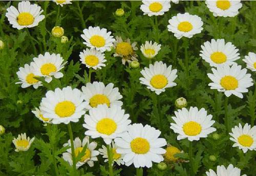 梅竹菊兰为什么叫岁寒四友,属于岁寒四君子的植物是什么