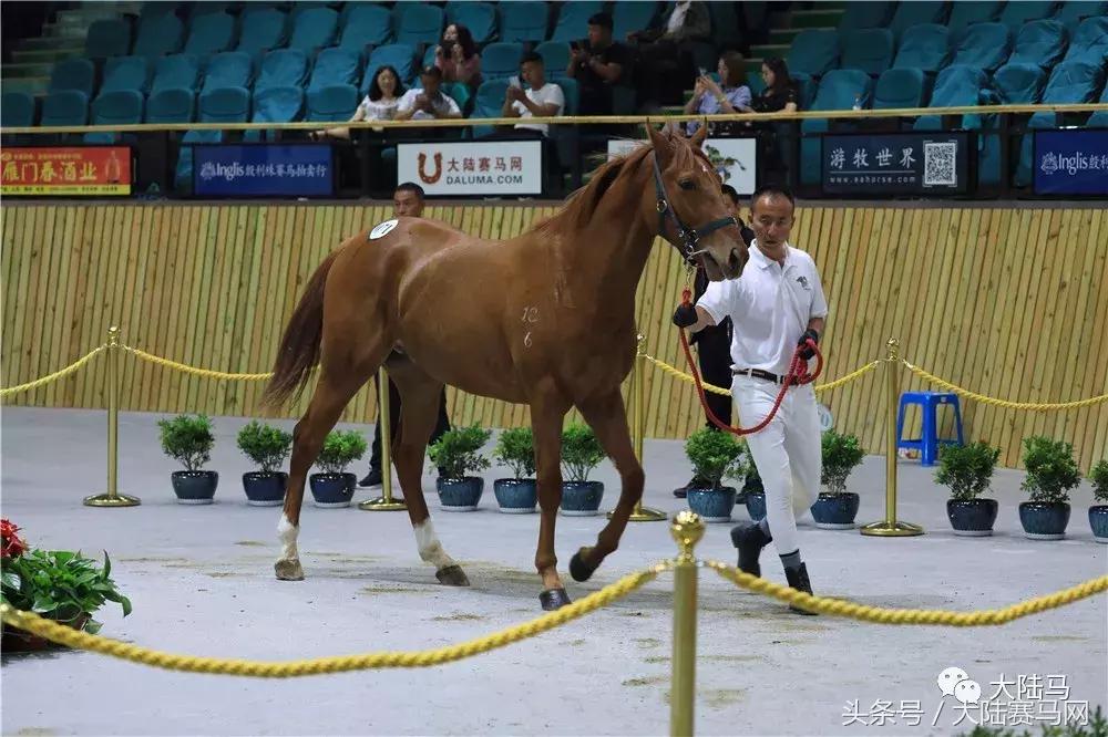 均价超30万，总成交价1300万！半数新马主成玉龙纯血马拍卖会主力