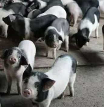 桂林全州11月有什么特产,桂林下酒特产必买清单大全