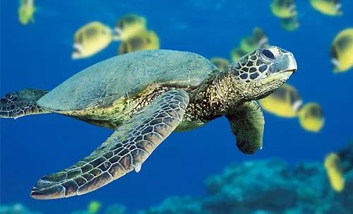 婆罗洲最神奇的探秘之旅,婆罗洲雨林探险