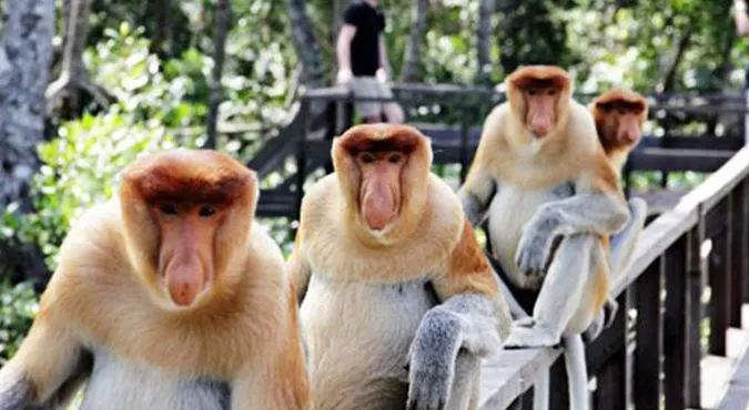 婆罗洲最神奇的探秘之旅,婆罗洲雨林探险