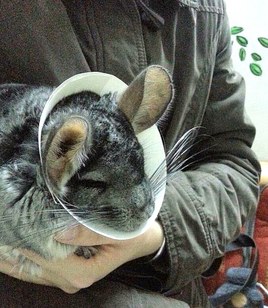 龙猫需要绝育吗,龙猫生子要注意什么