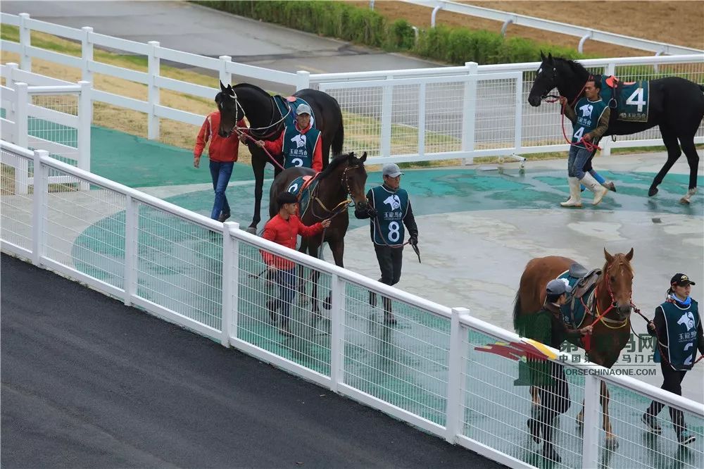 「现场」玉龙今日开锣赛，各路诸侯鏖战百万奖金！马主李勇夺最高奖金，“吉祥如意”马主王福军首战载誉归——1赛马网