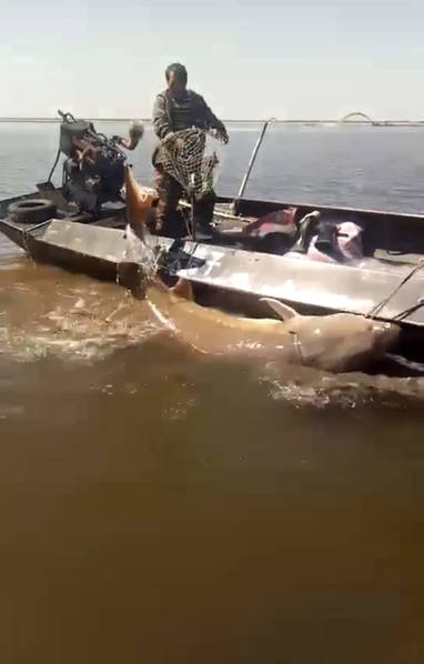 黑龙江渔民打上1028斤大鳇鱼,黑龙江天价鳇鱼