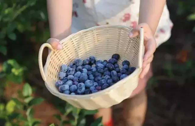 最新蓝莓采摘,蓝莓基地怎么采摘蓝莓