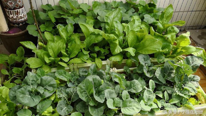 阳台种植蔬菜简单的小妙招家庭版,阳台种菜达人如何种菜