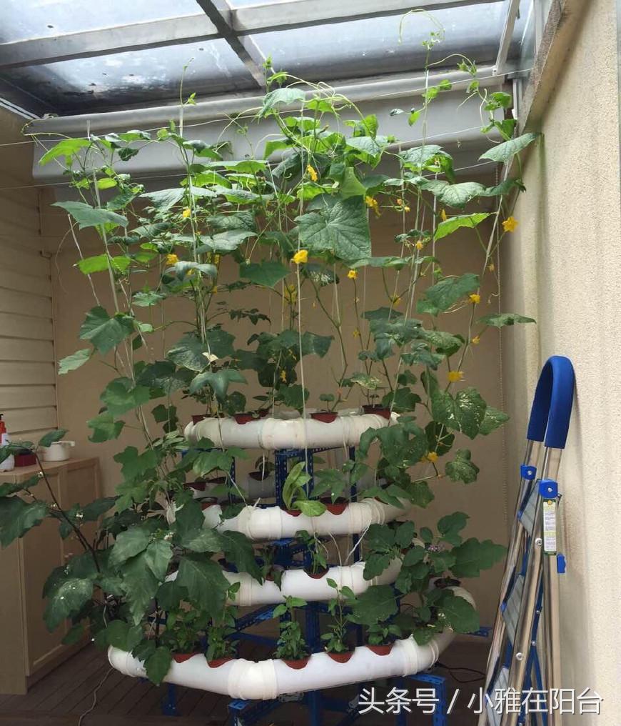 阳台种植蔬菜简单的小妙招家庭版,阳台种菜达人如何种菜