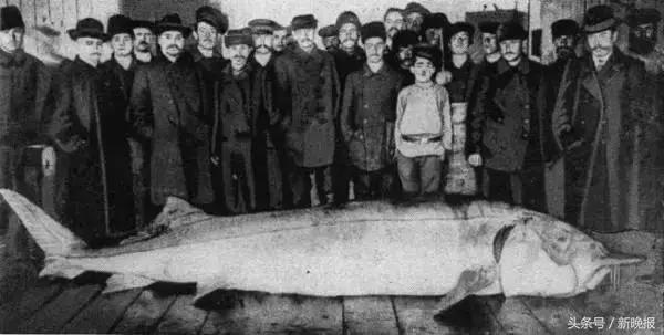 黑龙江里的鳇鱼一条几百斤,大鳇鱼1030斤现状