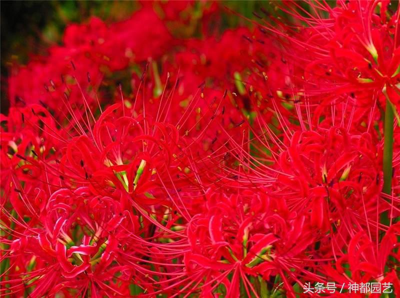 为什么曼珠沙华是死亡之花 (终有一日得见八百里黄泉曼珠沙华)