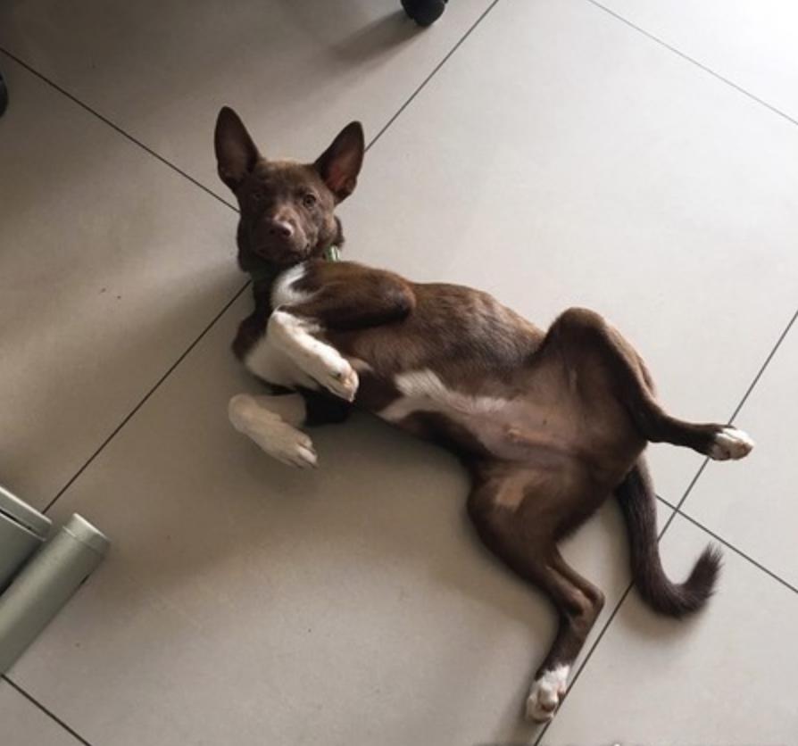 被小狗霸占了大床，狗狗一脸哀怨看着妈妈