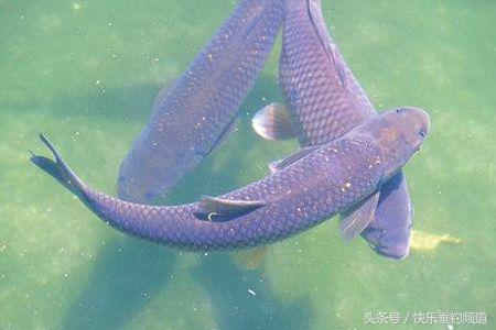 野钓大草鱼技巧及方法,新手怎么钓大草鱼技巧