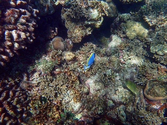 马代有毒，去过就停不下来~马尔代夫奥臻岛ozen