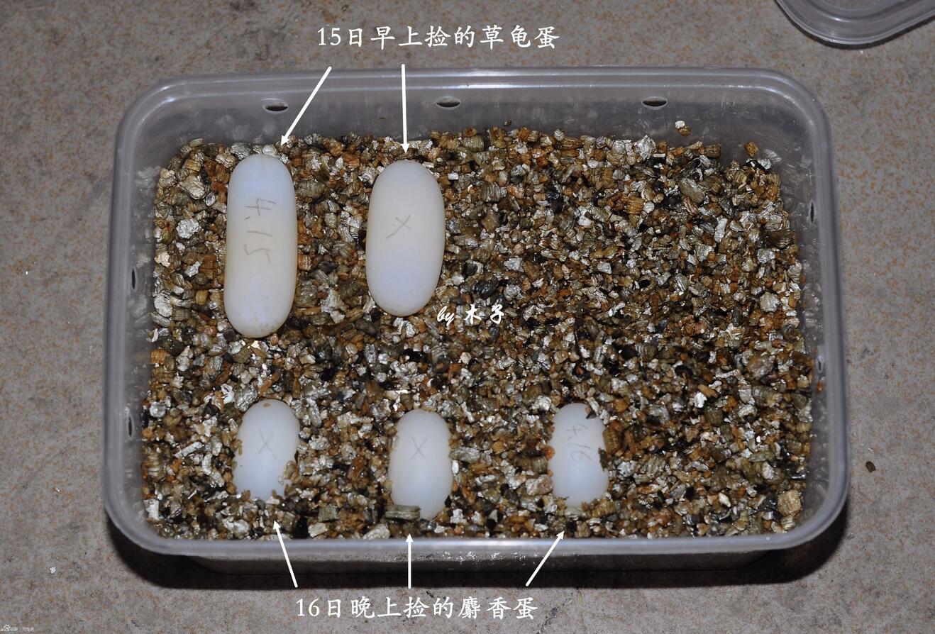 怎么看龟蛋有没有受孕,怎么查看龟蛋是否具有孵化条件