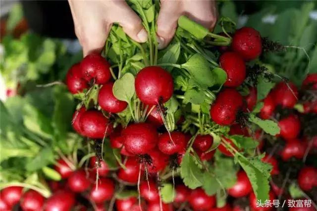 酵素替代化肥技术,酵素代替农药化肥有哪些品牌