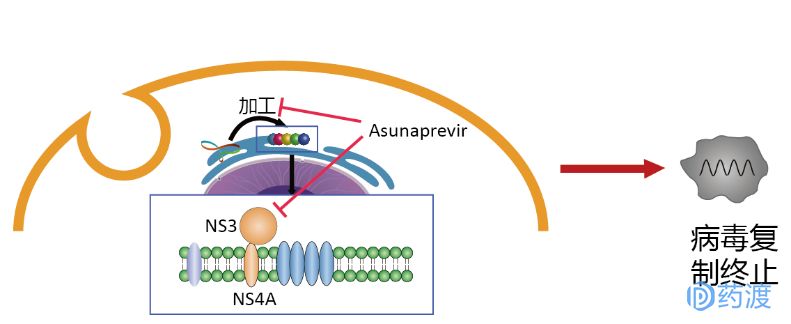 每日一药之干姜,每日一药全部视频