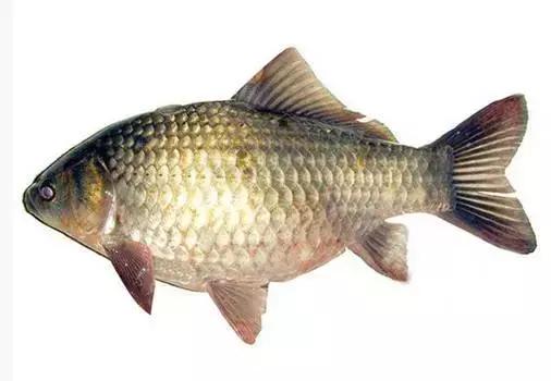 鲟鳇鱼黑龙江纯野生,黑龙江原来最大的鱼鳇鱼