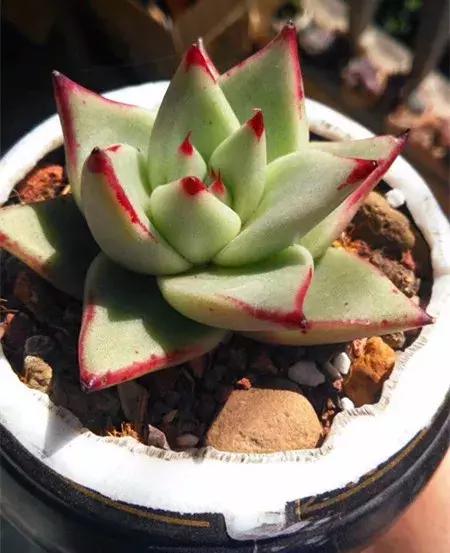 我的爱多肉原版视频,多肉我的一生所爱原版