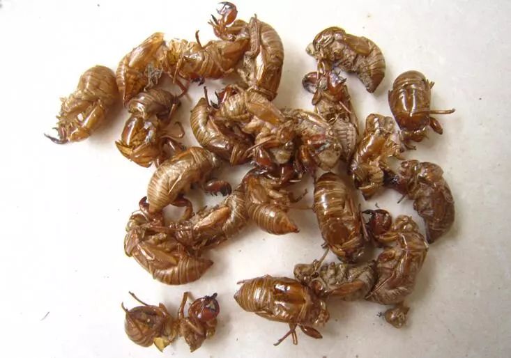 清热泻火靓汤做法大全,清热养生汤30种做法