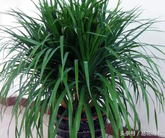 巴西木龙血树的辨识区别和鉴赏,巴西木龙血树能长多大