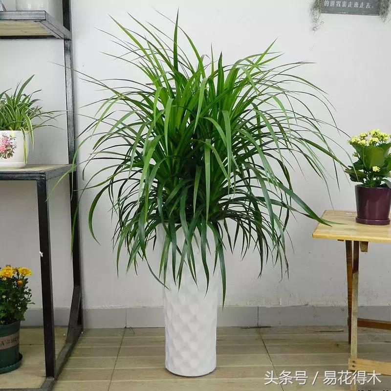 巴西木龙血树的辨识区别和鉴赏,巴西木龙血树能长多大