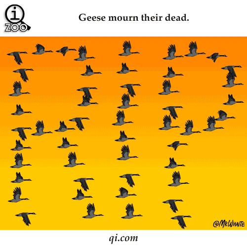 GIF呆萌动物冷知识，知道5个以上算你厉害！