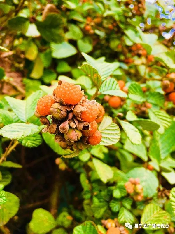 无刺黄泡采摘园昌宁,昌宁摘黄泡的地方