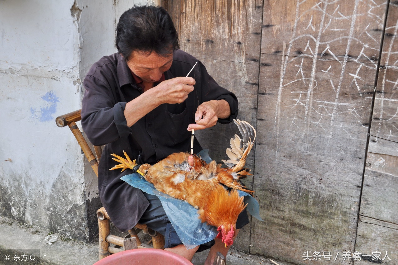 养鸡秘诀:阉鸡不能忽视的六大问题,掌握了阉鸡成活率大大提高!