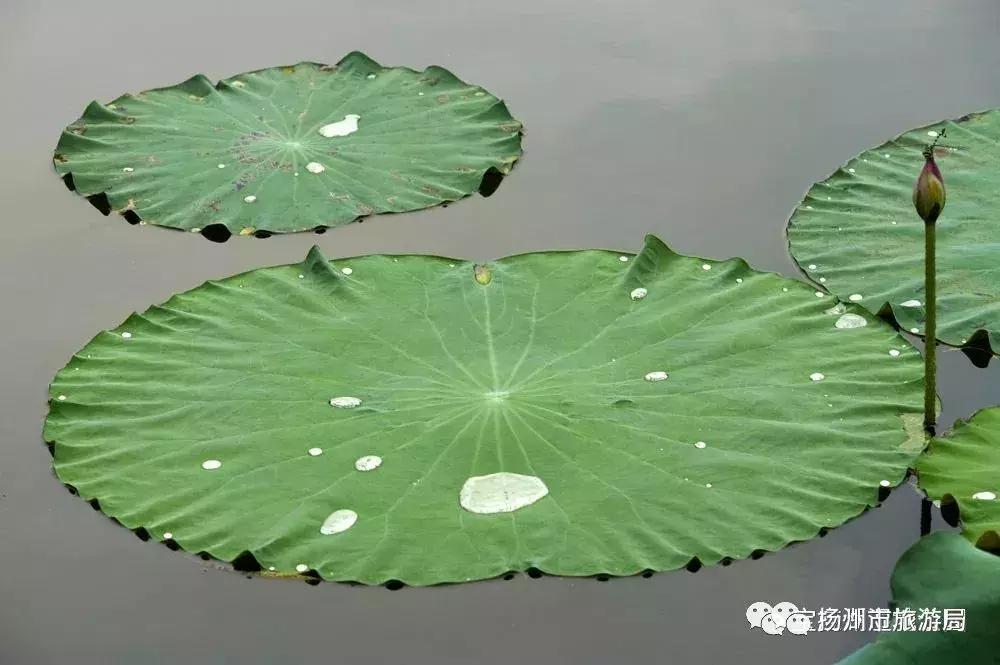 游宝应湖湿地公园,宝应湖国家湿地公园项目