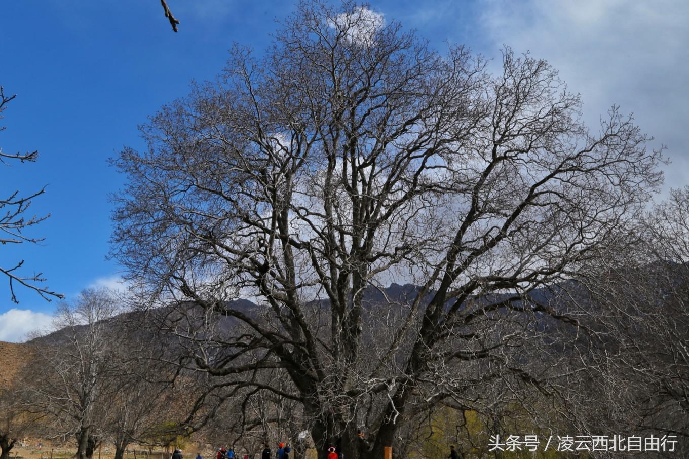 行，为寻三生三世桃花，却爱上了*藏西**的那抹蓝