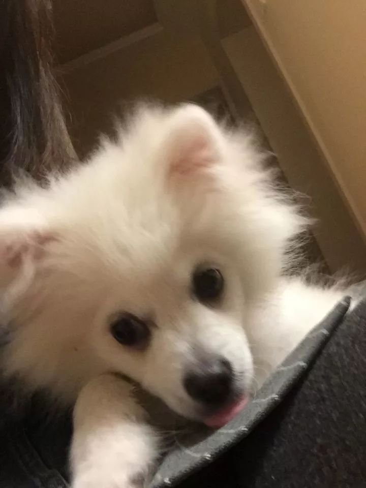 银狐犬讨人喜欢为啥养的人却不多,银狐犬为什么很少人养